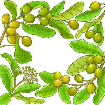 Shea vector frame Stock Illustration