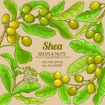 Shea vector frame Stock-Illustration