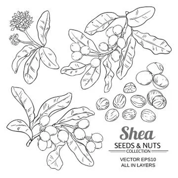 Shea vector set Stock Illustration