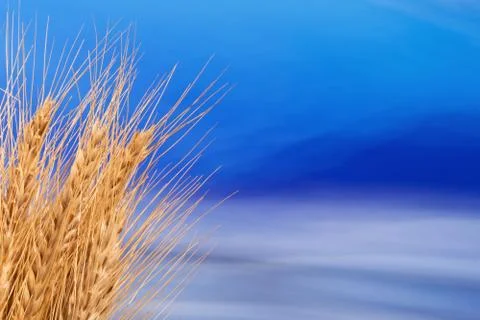 Sheaf of Barley with the Blue Sky Stock Photos