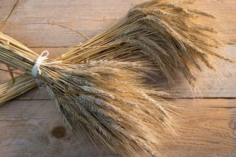 Sheaf of barley Stock Photos