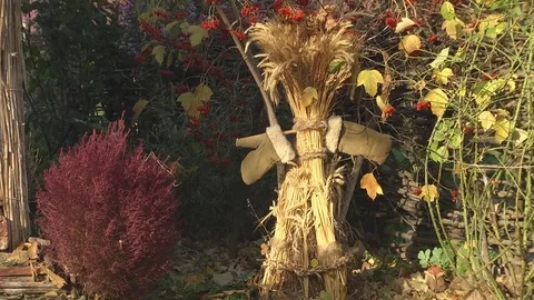 Sheaf of dried wheat Stock Footage 72437989