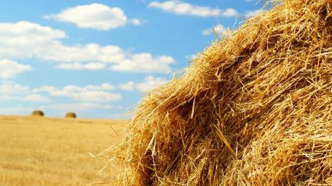 Sheaf of hay closeup 写真素材