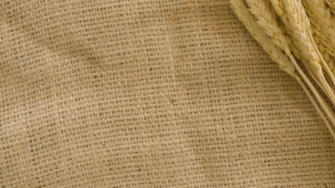 Sheaf of ripe rye ears Stock Footage 137053942