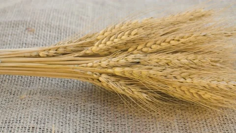 Sheaf of ripe rye ears Stock Footage 141601029
