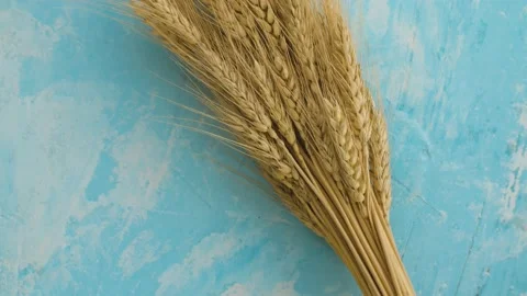 Sheaf of ripe wheat ears Stock Footage 137019569