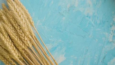 Sheaf of ripe wheat ears Stock Footage 137020318