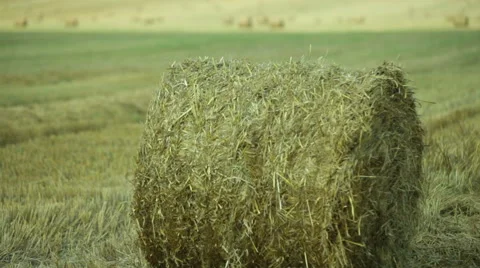 A sheaf of straw on the field Video stock 53065949