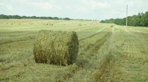 A sheaf of straw on the field Video stock 53066245
