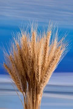 Sheaf of wheat on the blue background Stock Photos