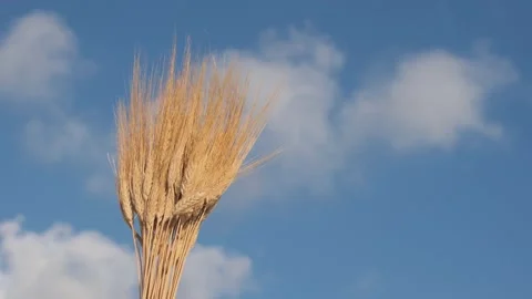 Sheaf of wheat on a blue sky Stock Footage 201872448