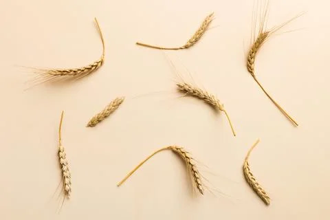 Sheaf of wheat ears close up and seeds on colored background. Natural cereal  Stock Photos