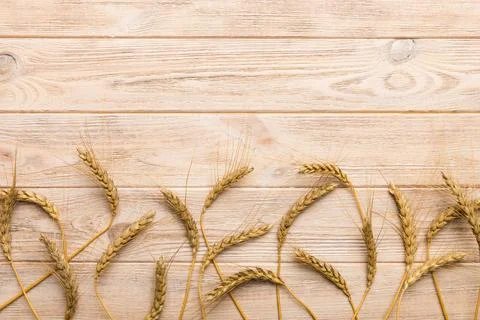 Sheaf of wheat ears close up and seeds on colored background. Natural cereal  Foto stock