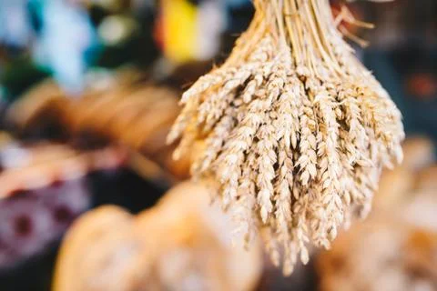 Sheaf of wheat ears 写真素材