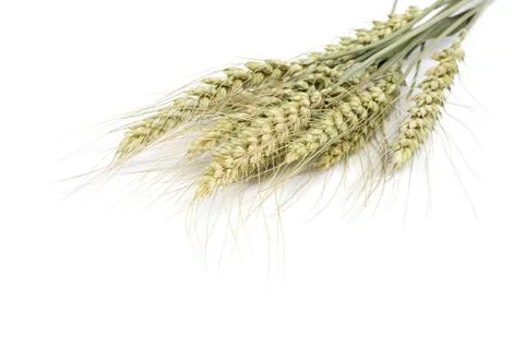 Sheaf of wheat ears on white background. Stock Photos