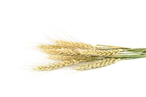Sheaf of wheat ears on white background. Stock Photos