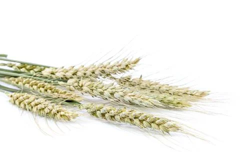 Sheaf of wheat ears on white background. Stock Photos