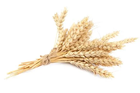 Sheaf of wheat ears on white background. Stock Photos