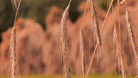 Sheaf of wheat flakes, rye flackes close-up. Symbol of prosperity. Wheat seeds Stock Footage 108252135