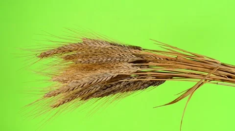 Sheaf of wheat, locked down Stock Footage 41735836