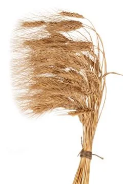 Sheaf of wheat Stock Photos