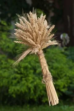 Sheaf of wheat Stock Photos