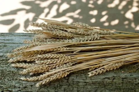 Sheaf of wheat Stock Photos