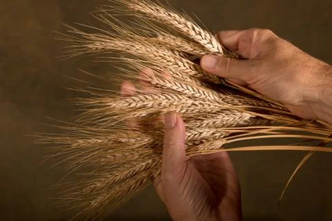 Sheaf of wheat Stock Photos