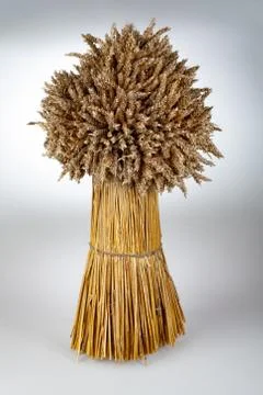 Sheaf Of Wheat Stock Photos