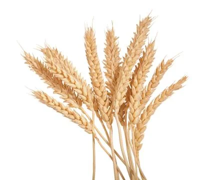 Sheaf of wheat spikelets on the white Stock Photos