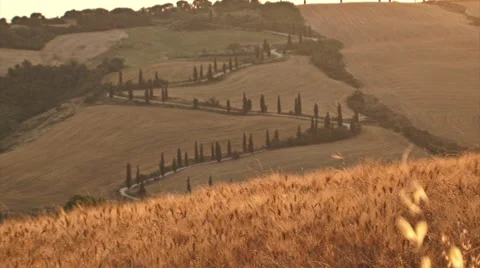 From sheaf of wheat to tuscan landscape Video stock 55857182