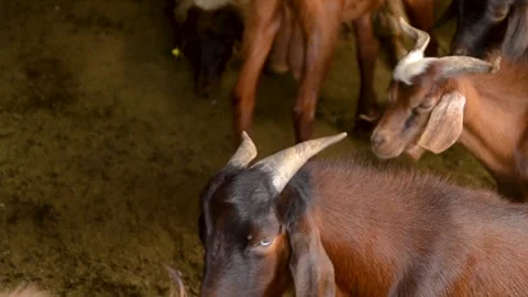 Sheap Stock Footage 161060411