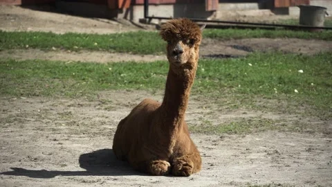 Sheared alpaca lies on the ground and basks in the sun Video stock 160763199