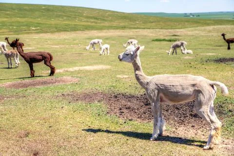 Sheared Alpacas in a Meadow Stock Photos