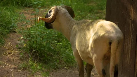 A sheared Black nose sheep  Stock Footage 260538782