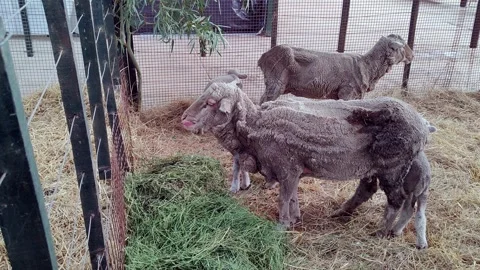 Sheared Corriedale sheep with lambs in a pen during a livestock exhibition .. Stock Footage 291463395