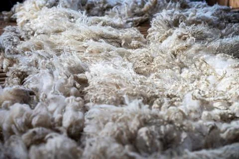 Sheared lamb or sheep wool Stock Photos