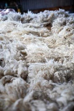Sheared lamb or sheep wool Stock Photos