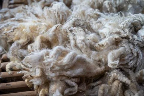 Sheared lamb or sheep wool Stock Photos