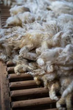 Sheared lamb or sheep wool Stock Photos