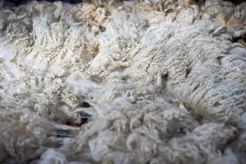 Sheared lamb or sheep wool Stock Photos