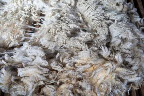 Sheared lamb or sheep wool Stock Photos
