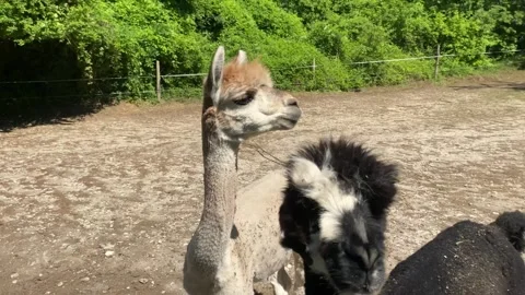 Sheared llama alpaca in an open park or farm stands in a paddock and looks at Stock Footage 245515808