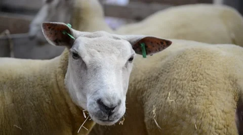 Sheared Sheep in farm HD - PULL FOCUS Stock-Footage 40563011