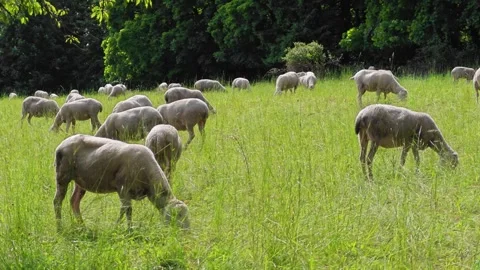 Sheared sheep flock on a green meadow with trees.Animal husbandry Stock Footage 320490499