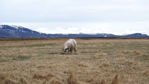 Sheared sheep standing alone in Iceland farm mountain background landscape Stock Footage 86720702