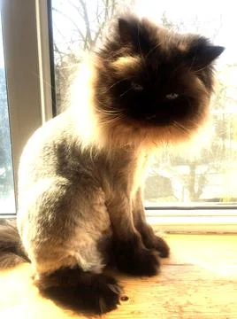 Sheared siamese cat on the windowsill Stock Photos