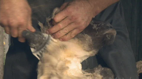 Shearing head of a sheep Stock Footage 792061