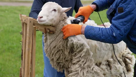 Shearing machine cutting wool of a sheep... | Stock Video | Pond5