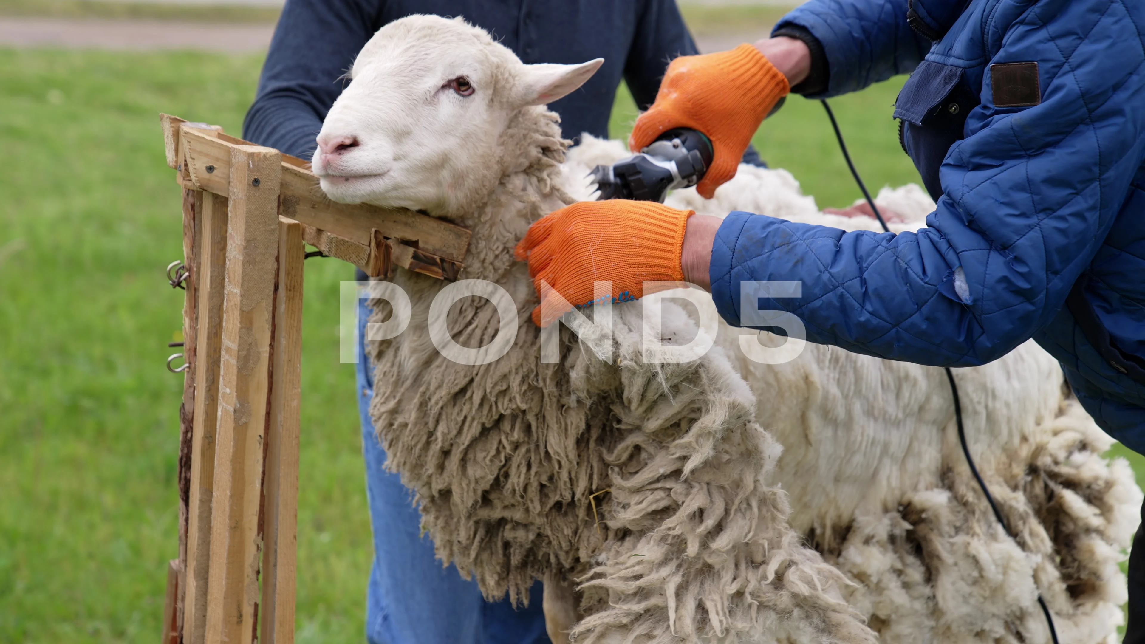 sheep wool cutting machine